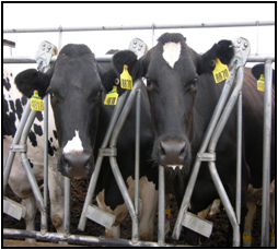 NMSU Dairy Extension