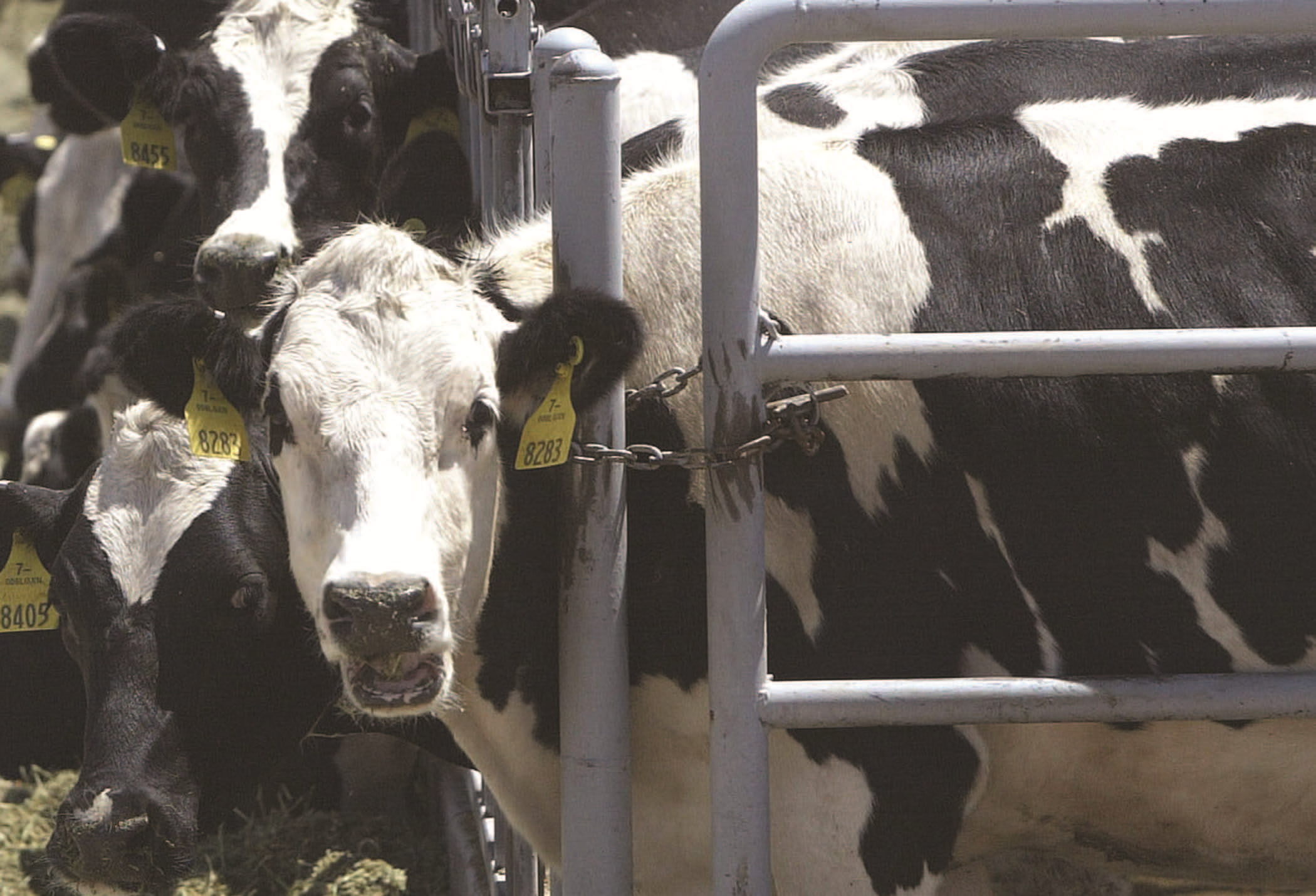 Circulation 639 Image of Dairy Cows