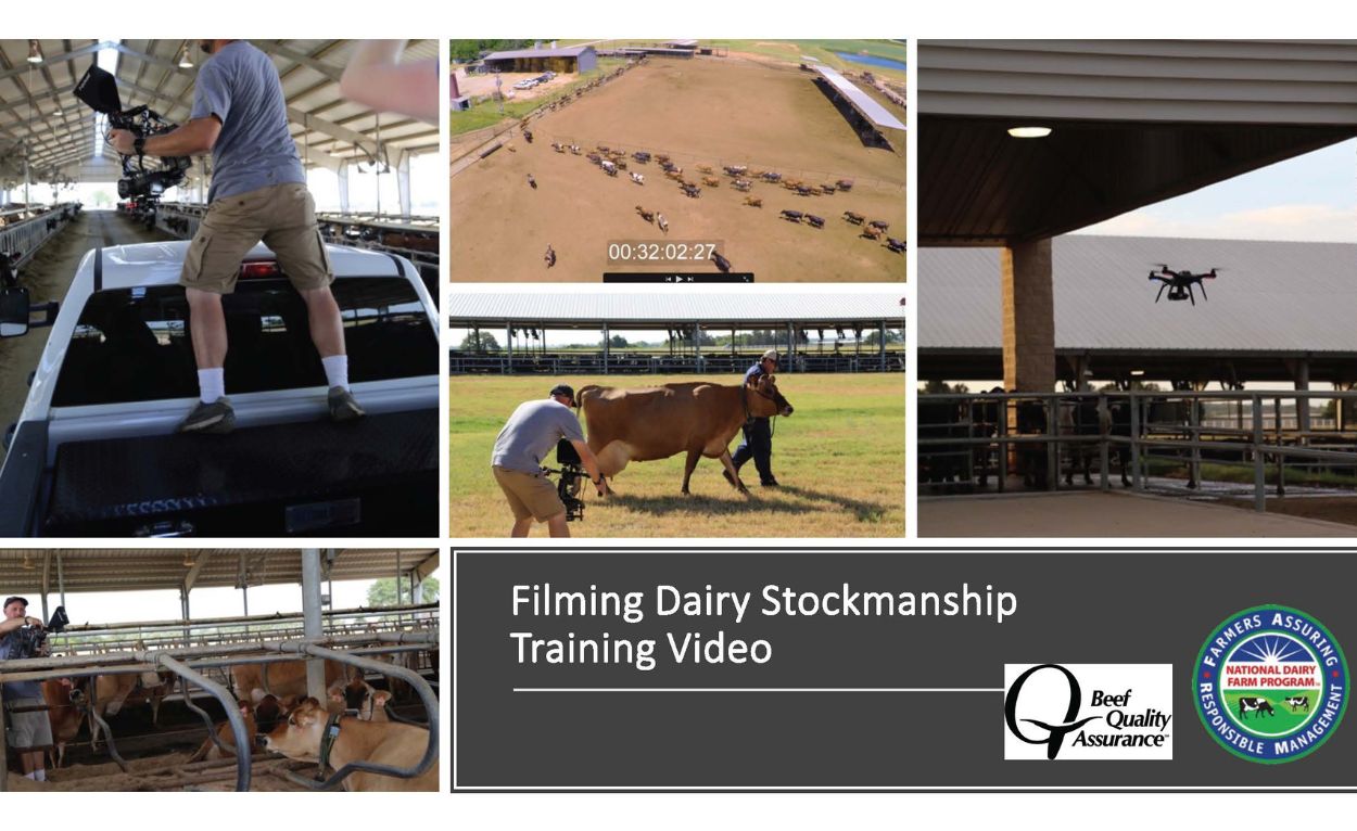 Image promoting Filming Dairy Stockmanship Training Video